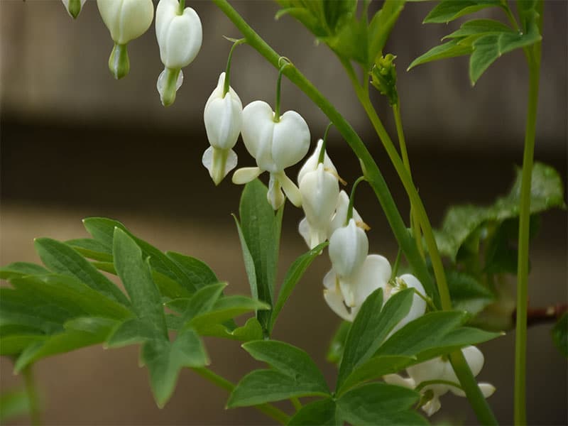 Pretty bleeding heart plant tiny white