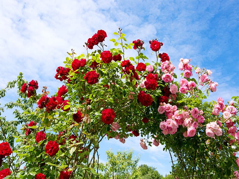 Red pink climbing roses