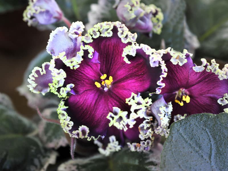 Some varieties of African violets