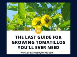 Tomatillos Growing