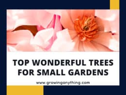 Trees For Small Gardens