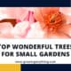 Trees For Small Gardens