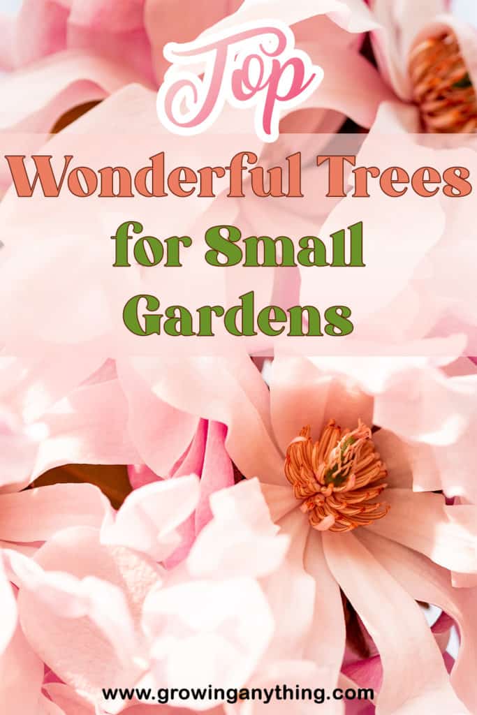 Trees For Small Gardens