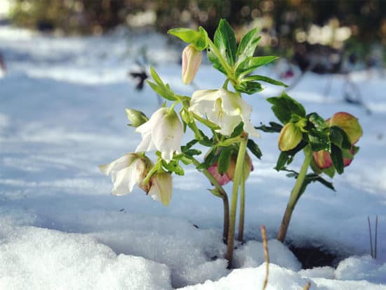 White hellebores lenten rose