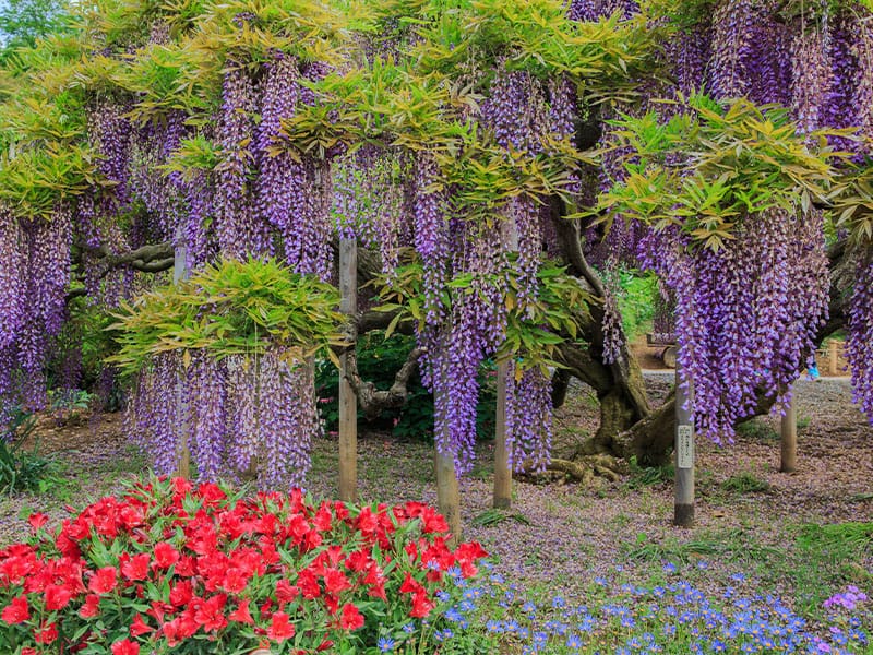 Wisteria is a Quick-Grower