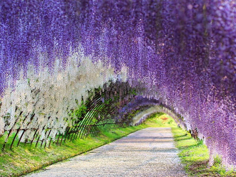 Japan Wisteria Plants