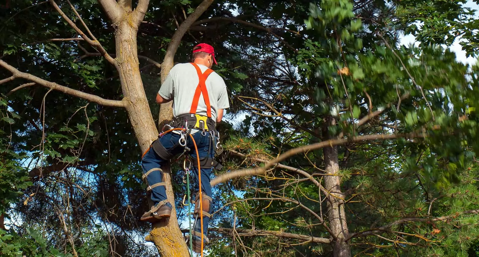 Arborist Cutting Down