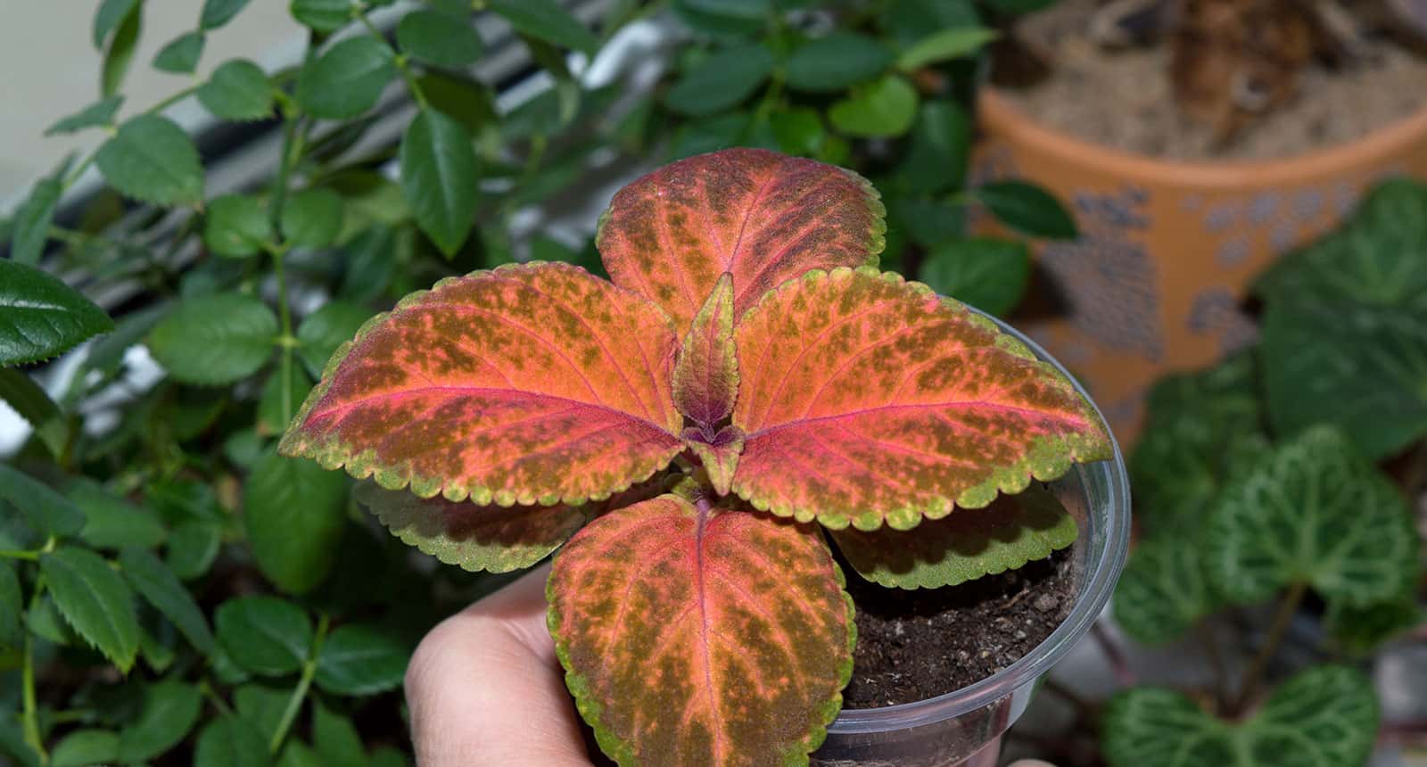 Beautiful Coleus