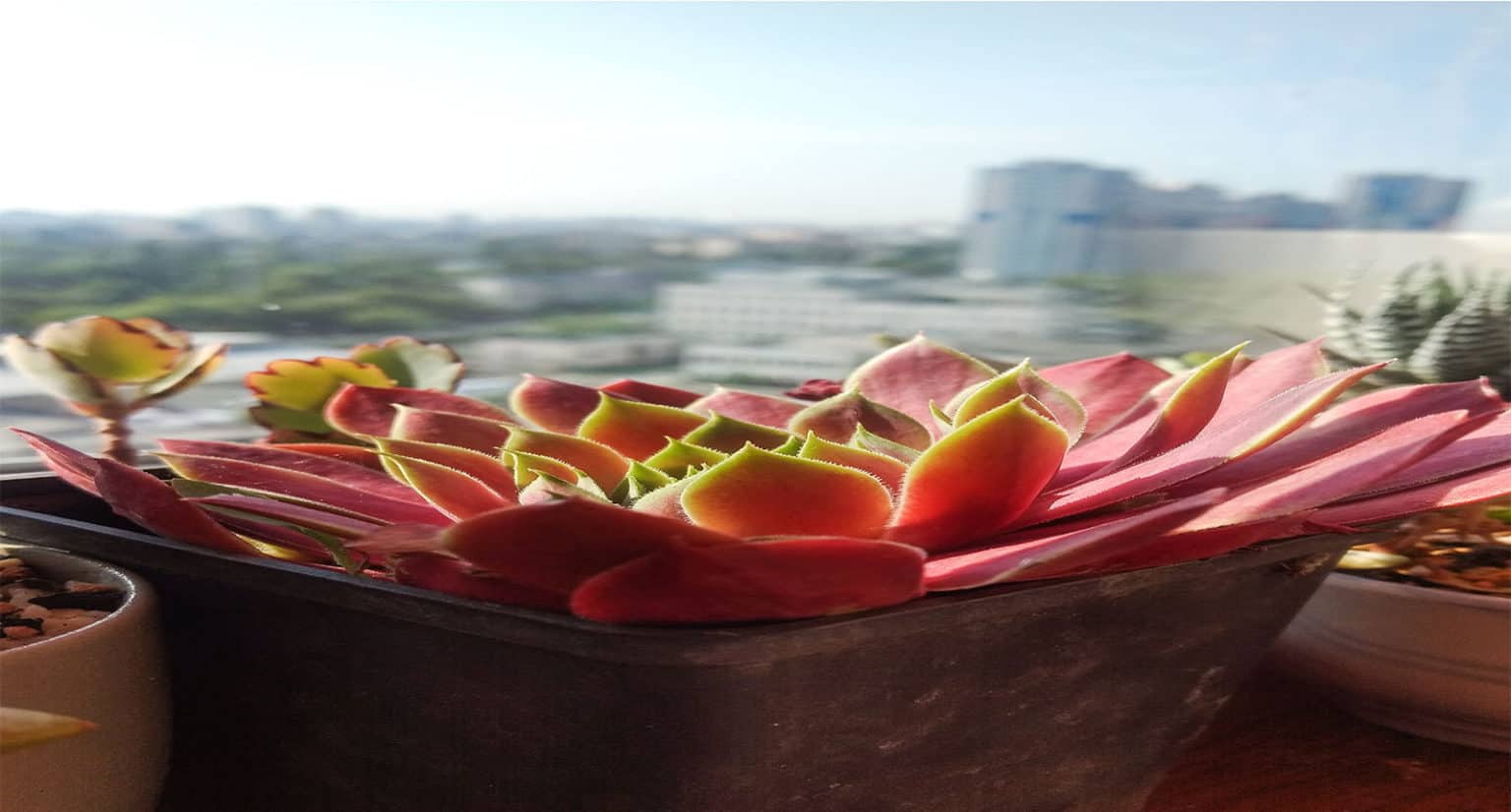 Hens and Chicks Indoors The Ultimate Guide To Plant Care 2024