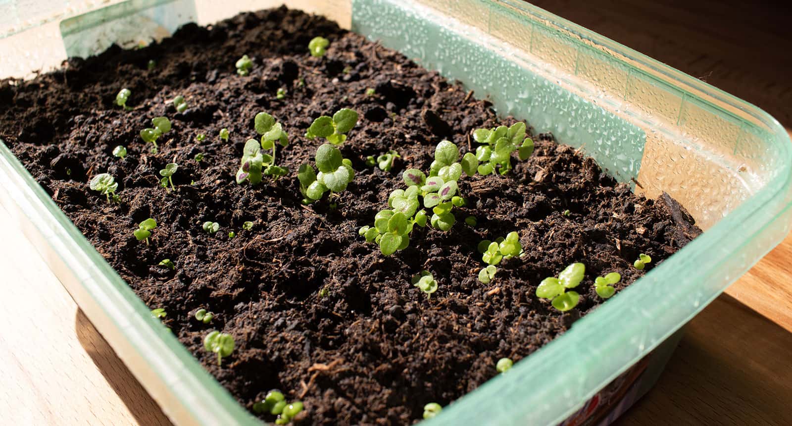 Coleus Indoors