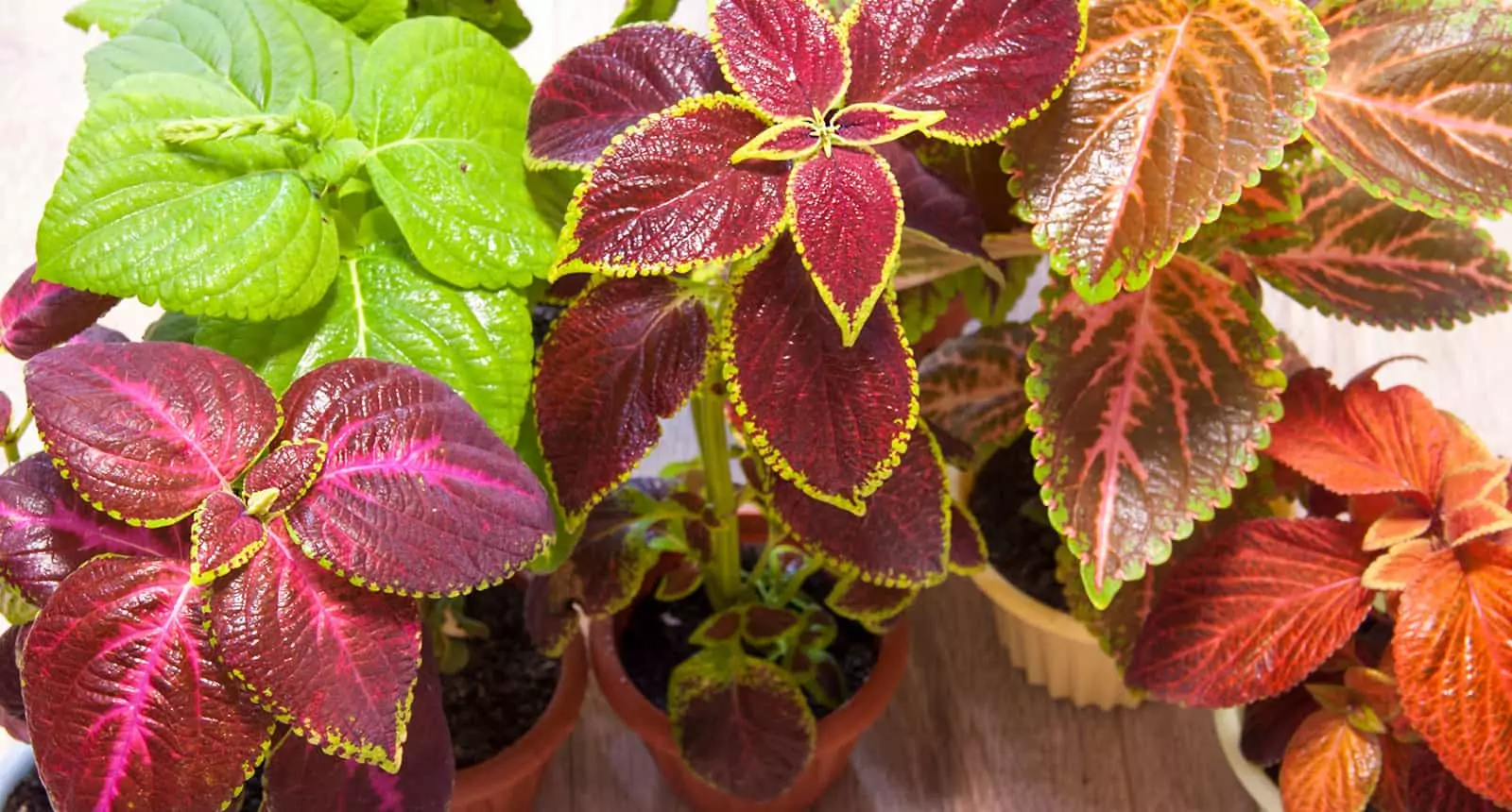 Coleus Plant