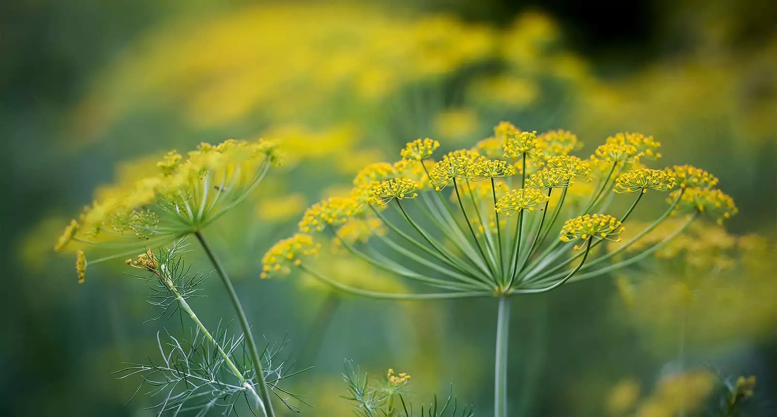 Dill Yellow Flowers 