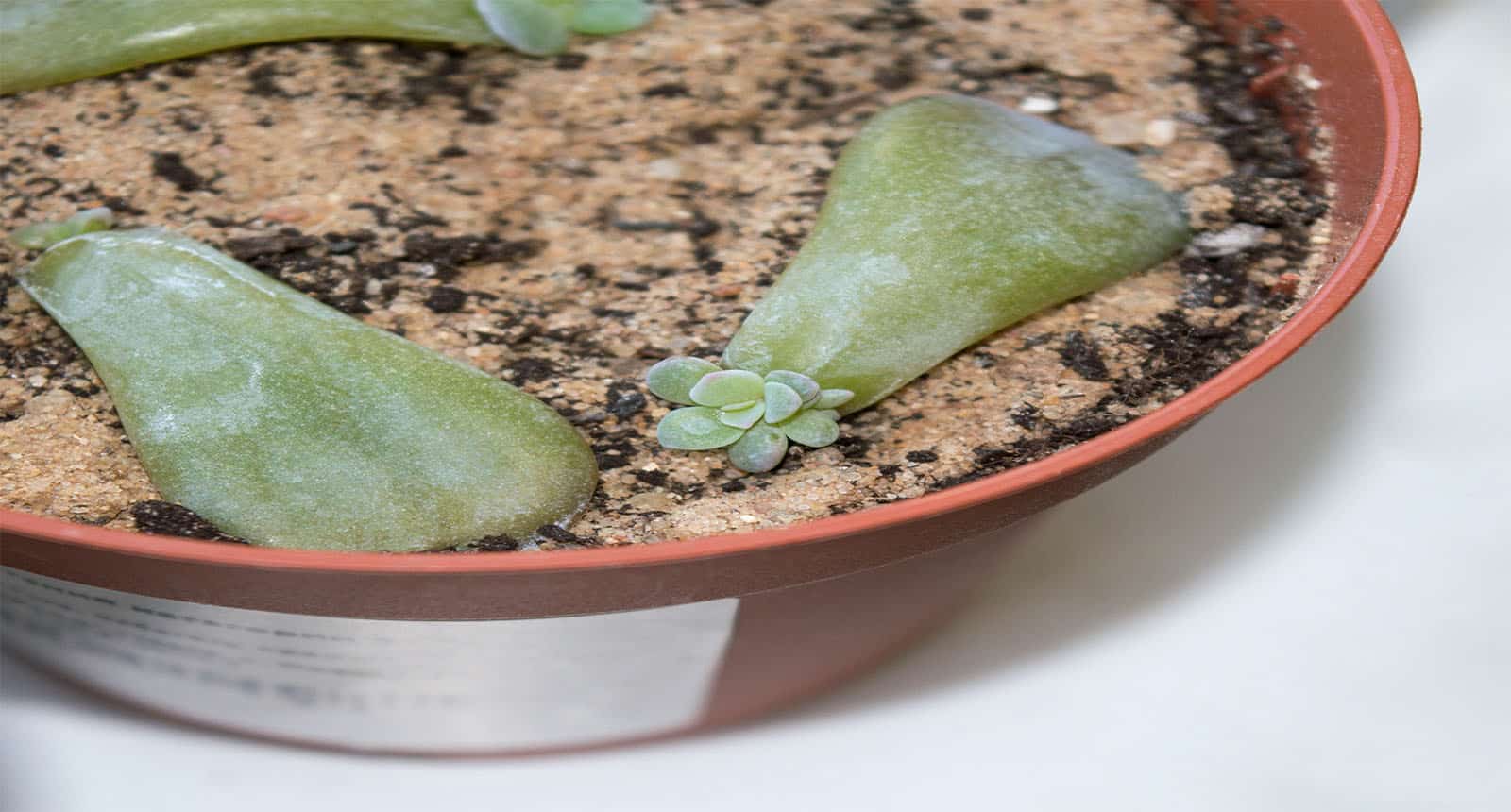 Echeveria Leaf Propagation