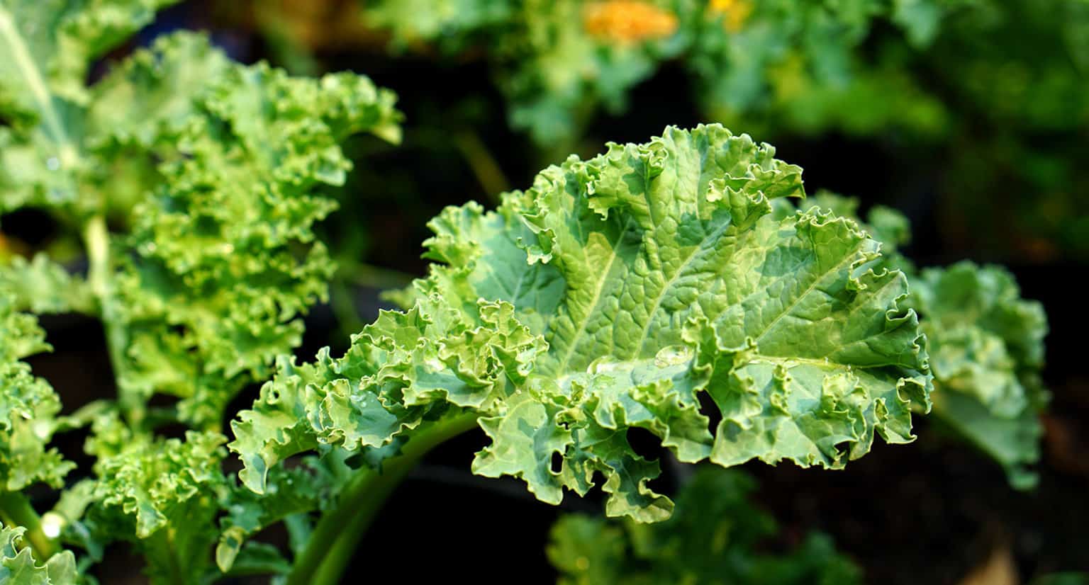 How to Harvest Kale for Constant Growth and Abundant Crops