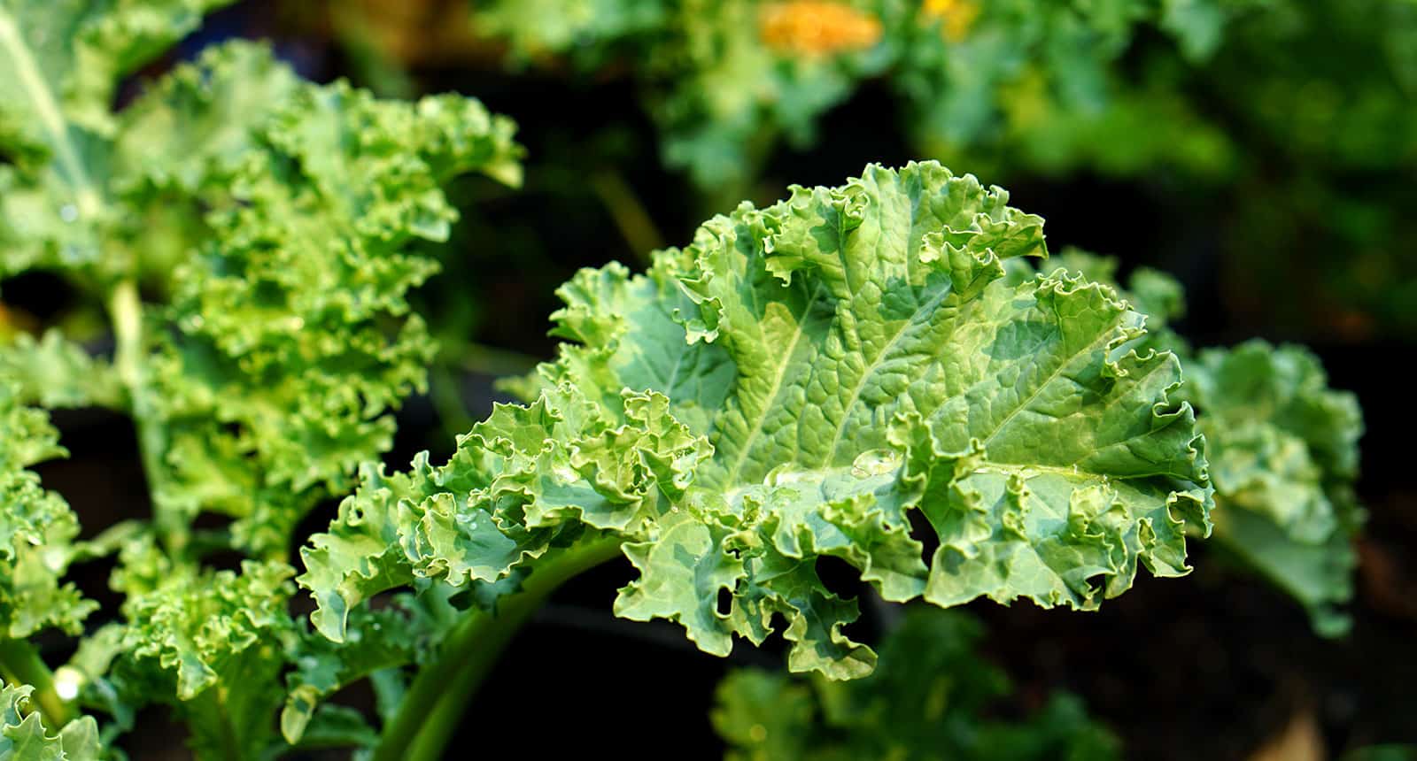 Green Curly Kale