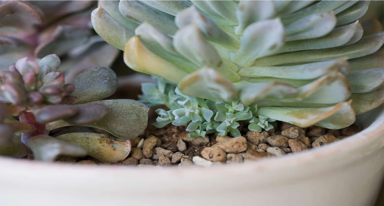 Hens and Chicks Indoors The Ultimate Guide To Plant Care 2024