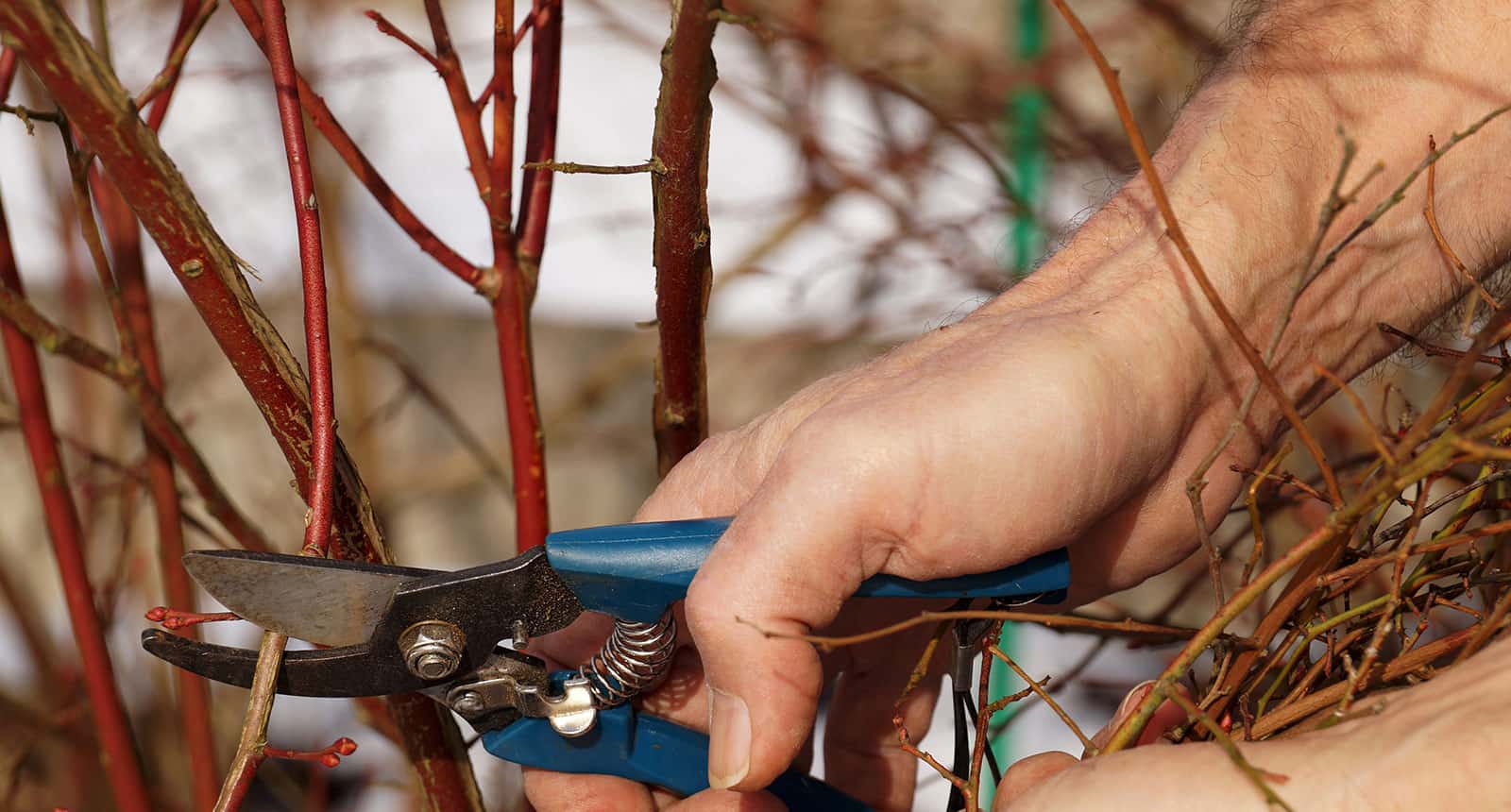 Hand Pruners