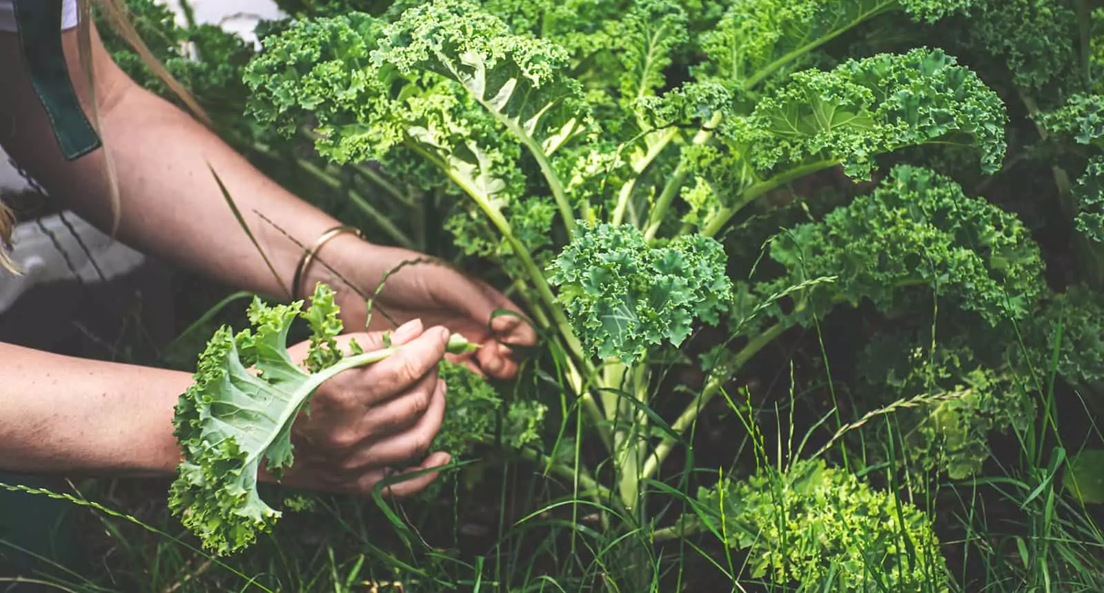 Harvest Kale