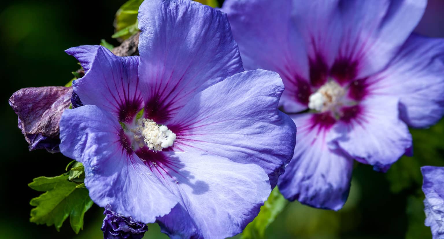 How to Grow Rose of Sharon The Only Guide You Will Ever Need 2024