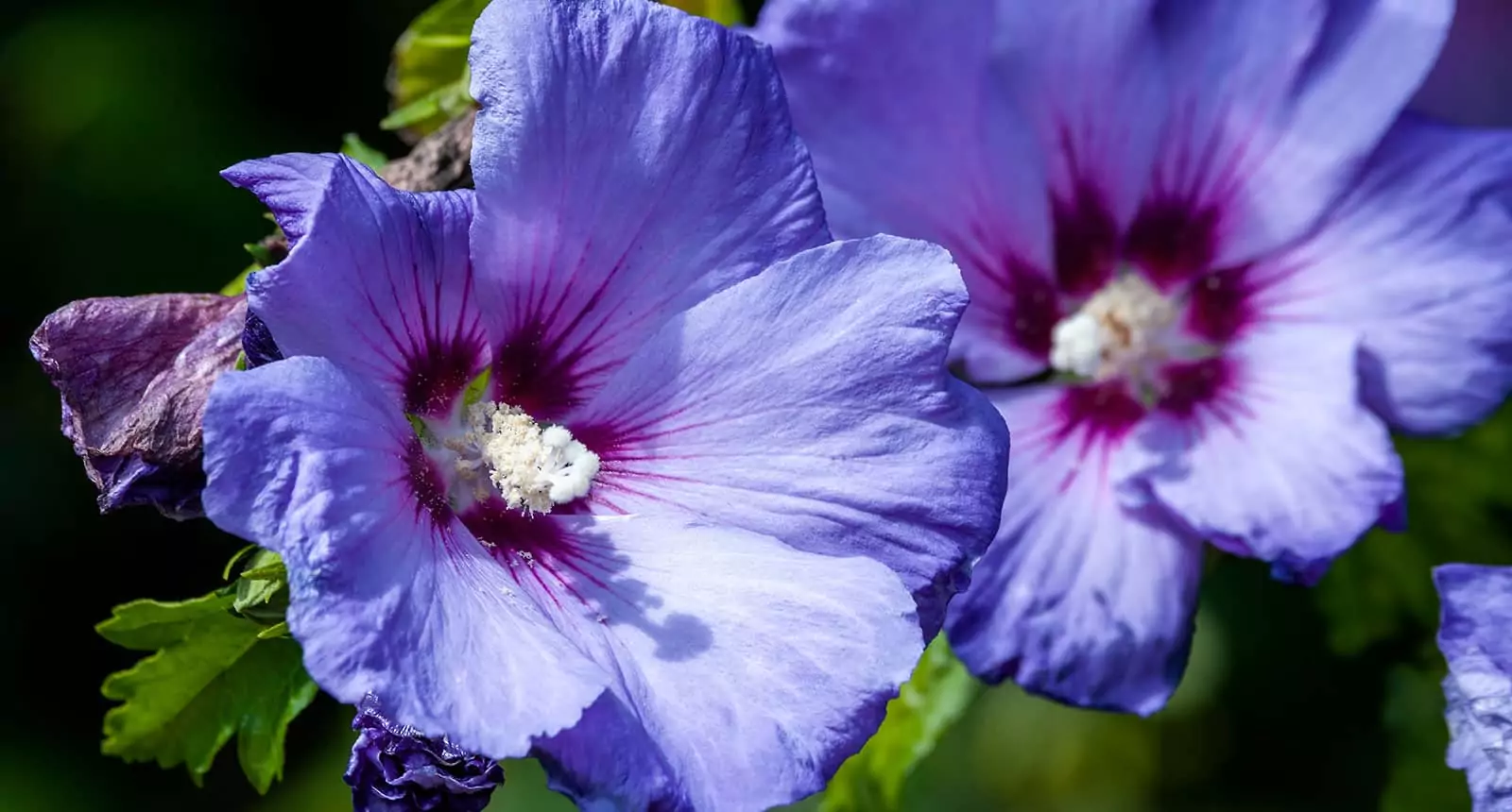 Hibiscus Sinosyriacus