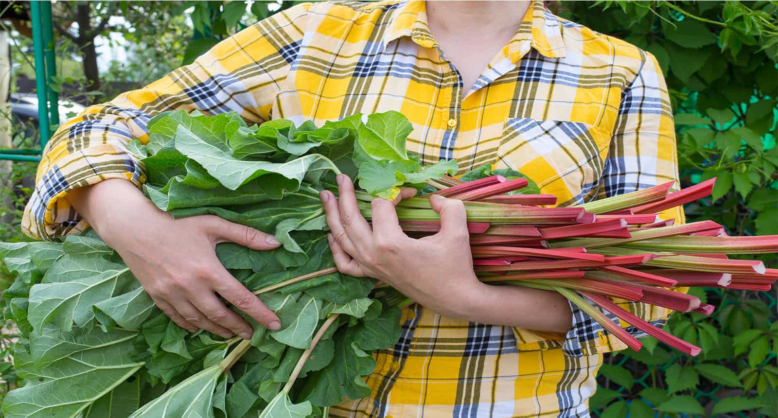 Hold Armful Cut Rhubarb