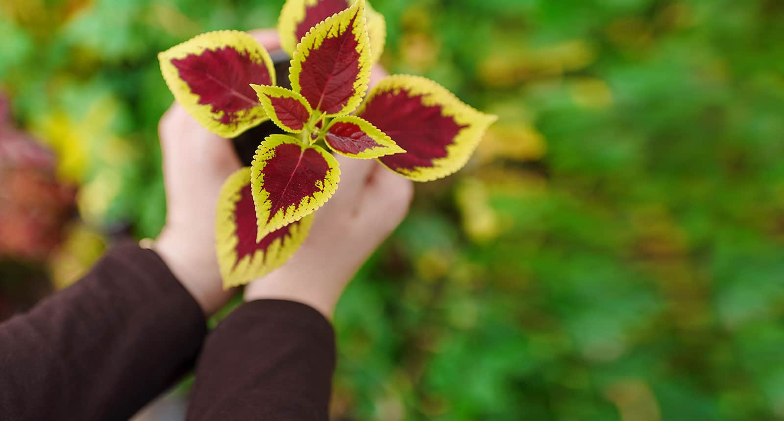 Holding Plant Coleus