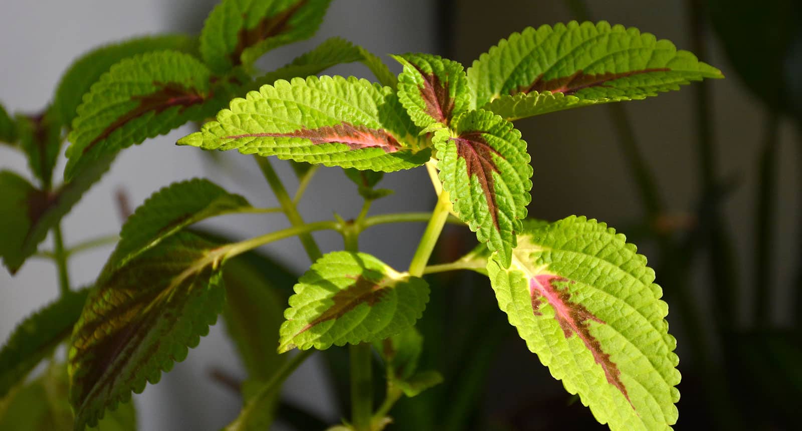 Houseplant Coleus