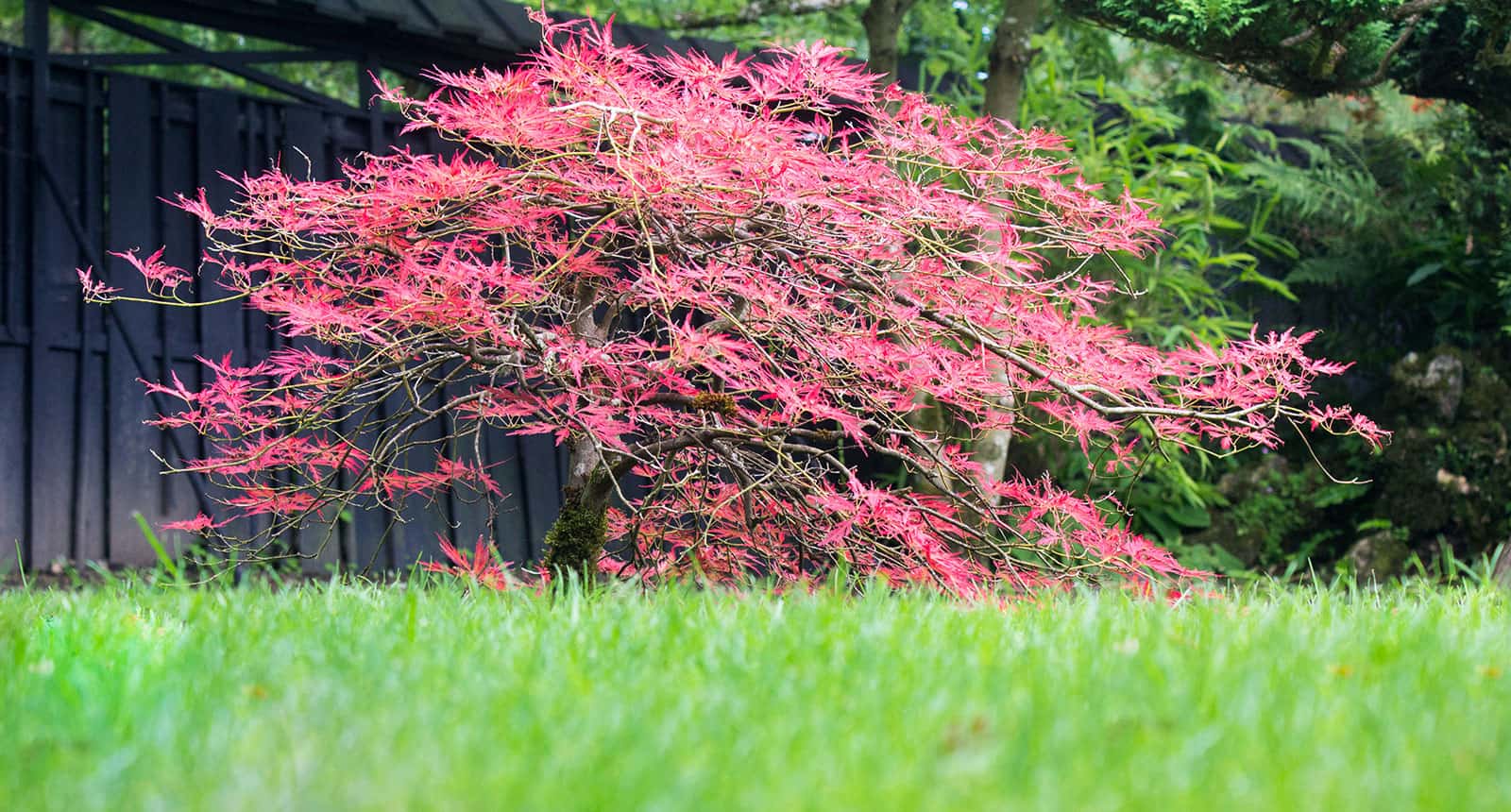 Maple Tree View