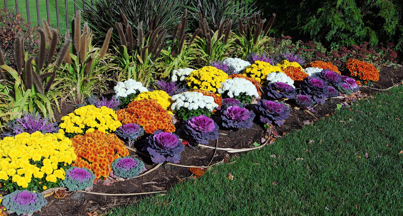 Ornamental Kale 