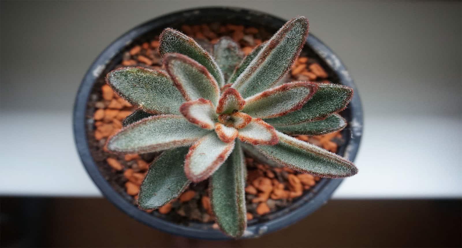 Plant Chocolate Soldier Succulent