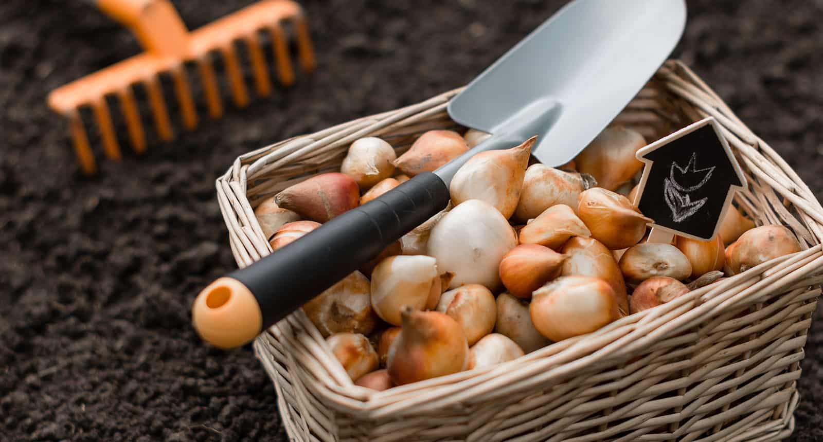 Planting Tulips