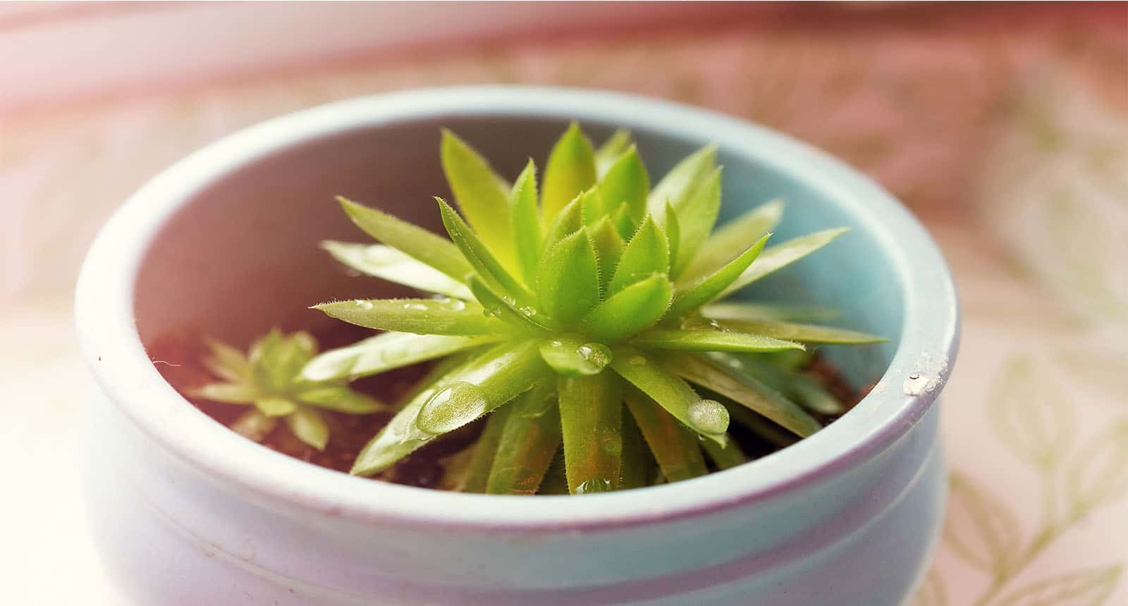 Potted Evergreens After Watering