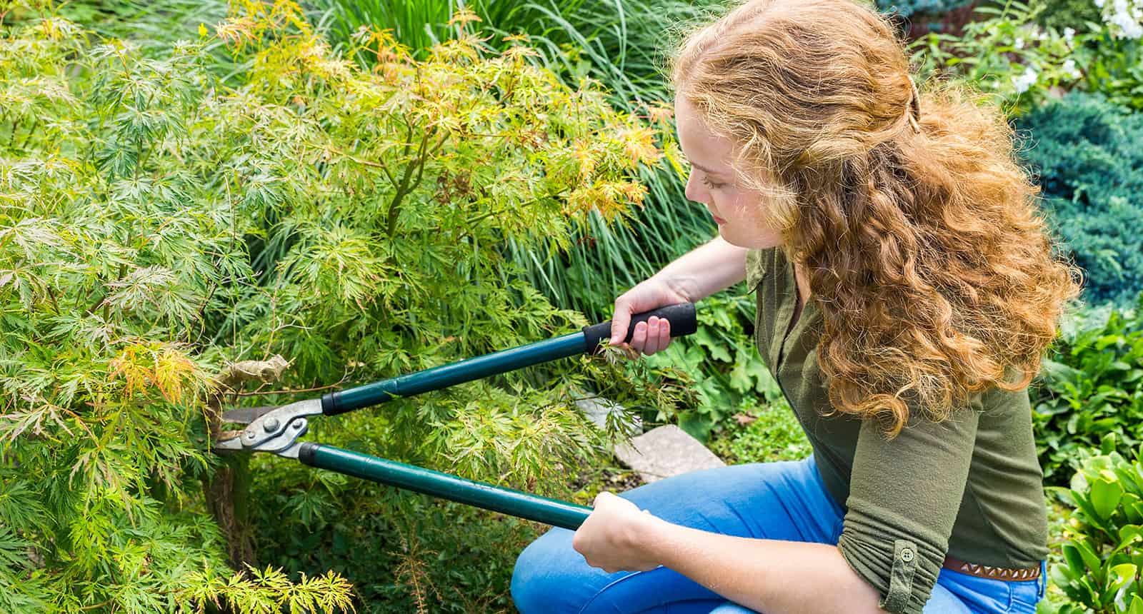 Pruning Japanese Maple