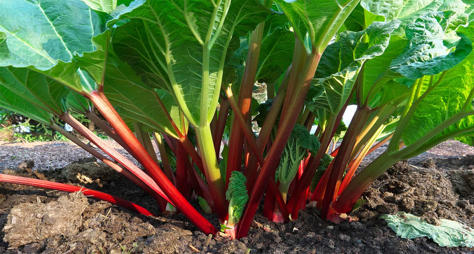 Rhubarb Growing Garden