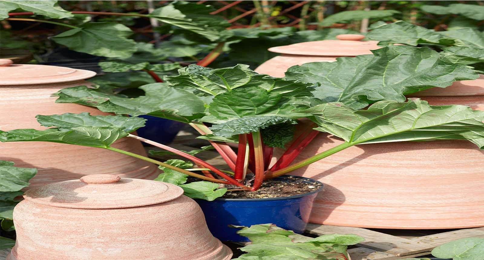 Rhubarb Rheum Palmatum