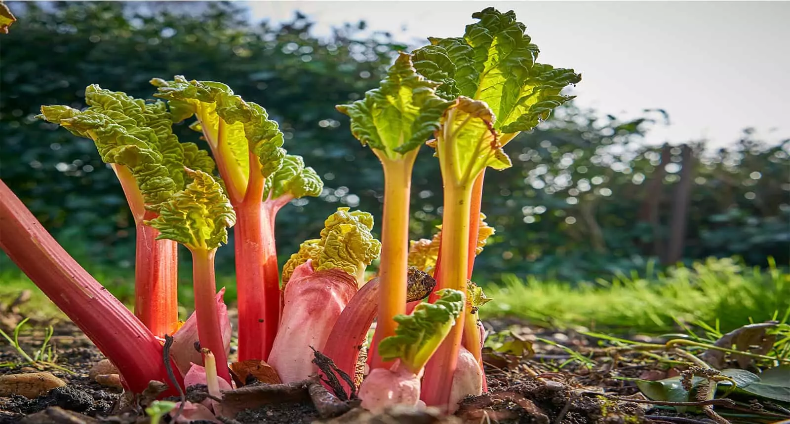 Rhubarb Shoots Sprouting Garden