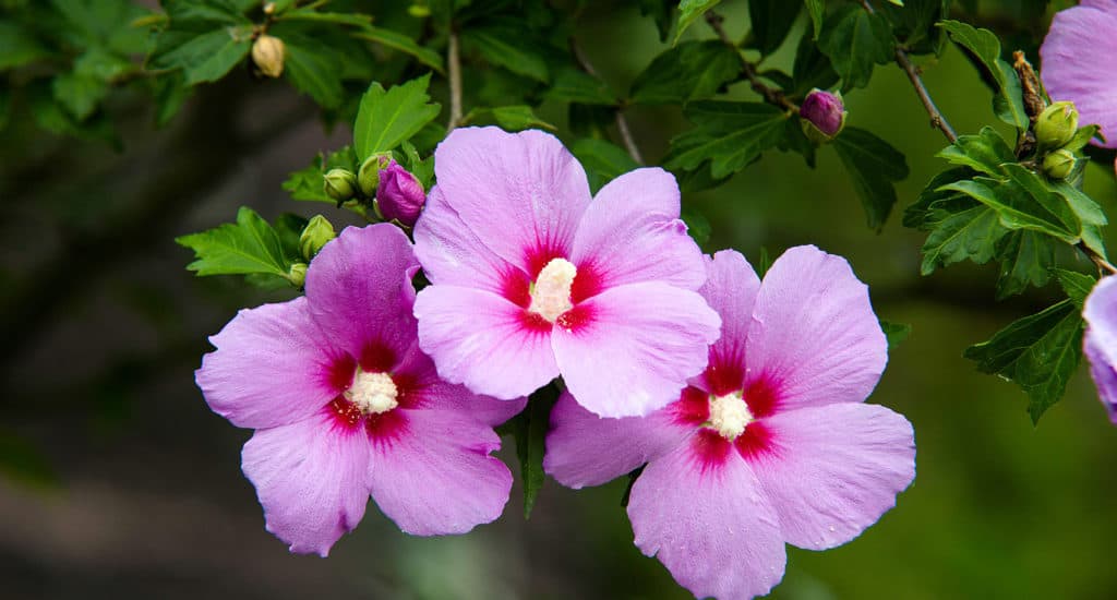 How to Grow Rose of Sharon The Only Guide You Will Ever Need 2024