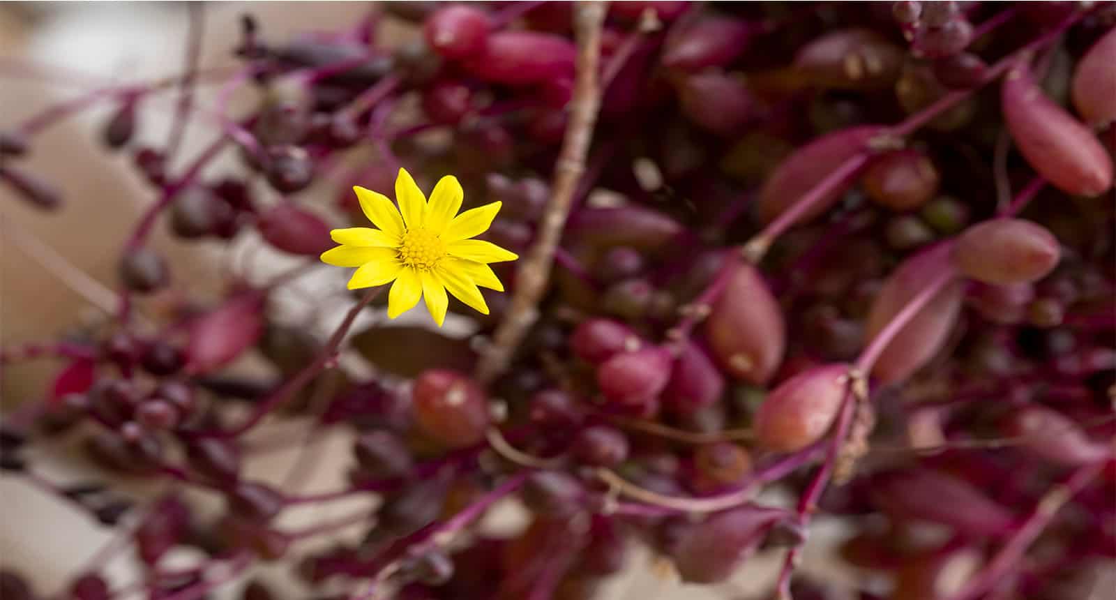 Ruby Necklace Succulent Plant