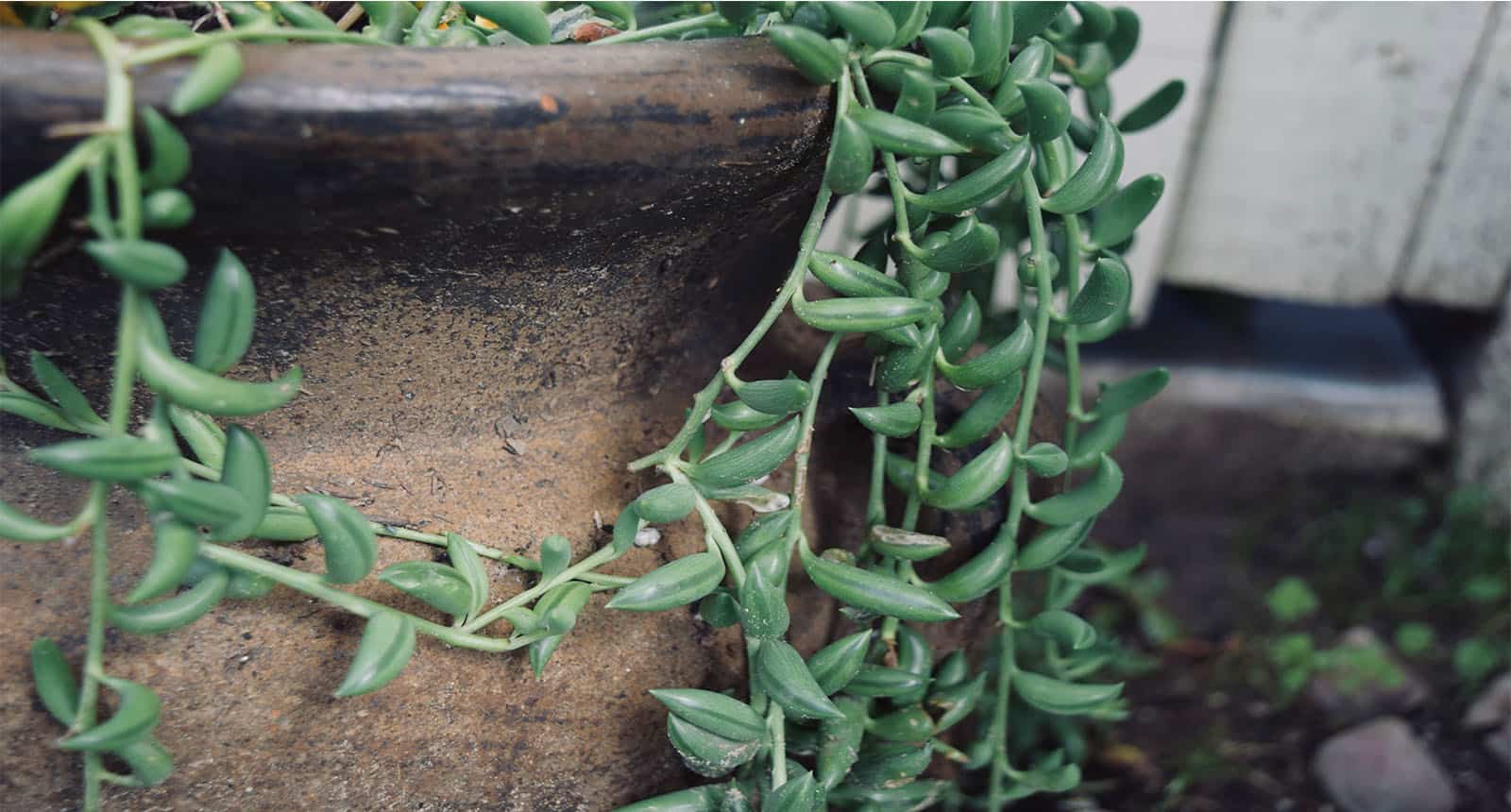 String Bananas Hanging Succulent