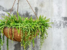 Succulent Hanging Plants