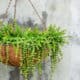 Succulent Hanging Plants