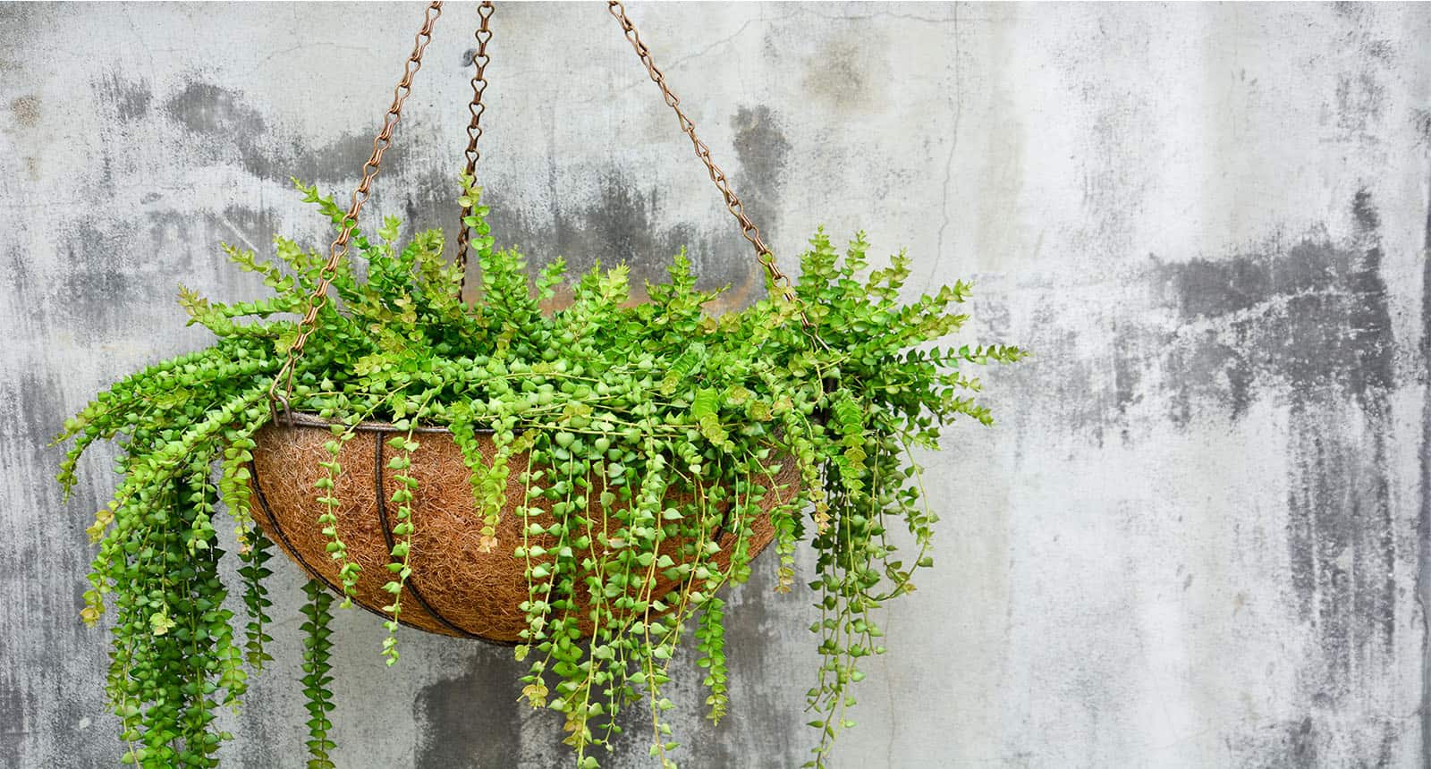 Succulent Hanging Plants 30 Most Popular Hanging Succulents 2024