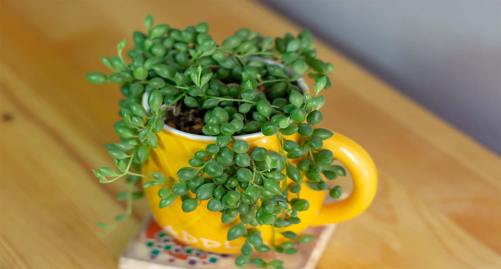 Succulent Yellow Cup Senecio