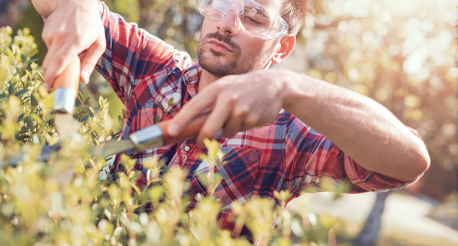 Trimming Branches