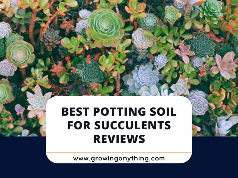 Top 15 Best Potting Soil for Succulents Reviews 2024