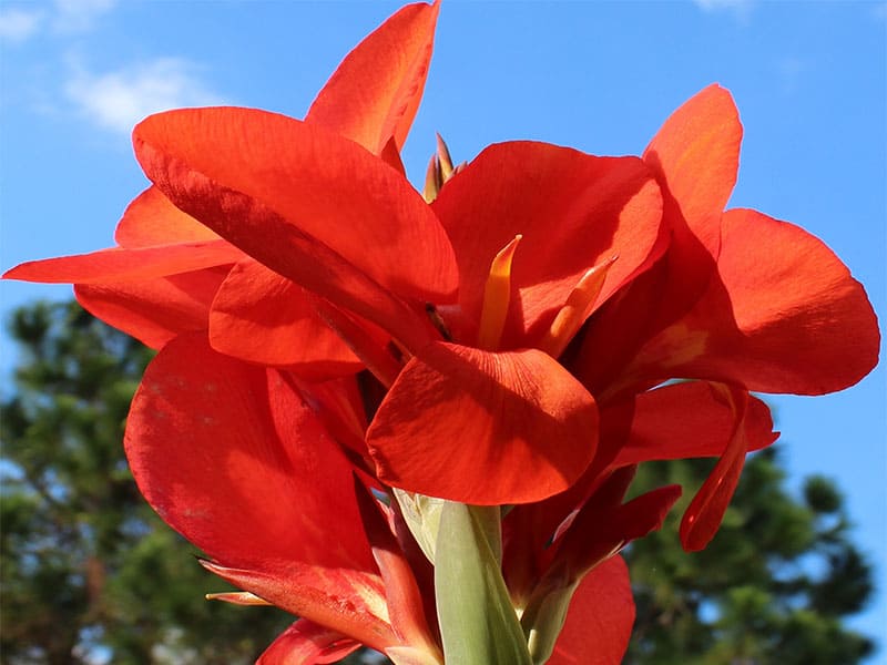 Bright Orange Red Canna Flower