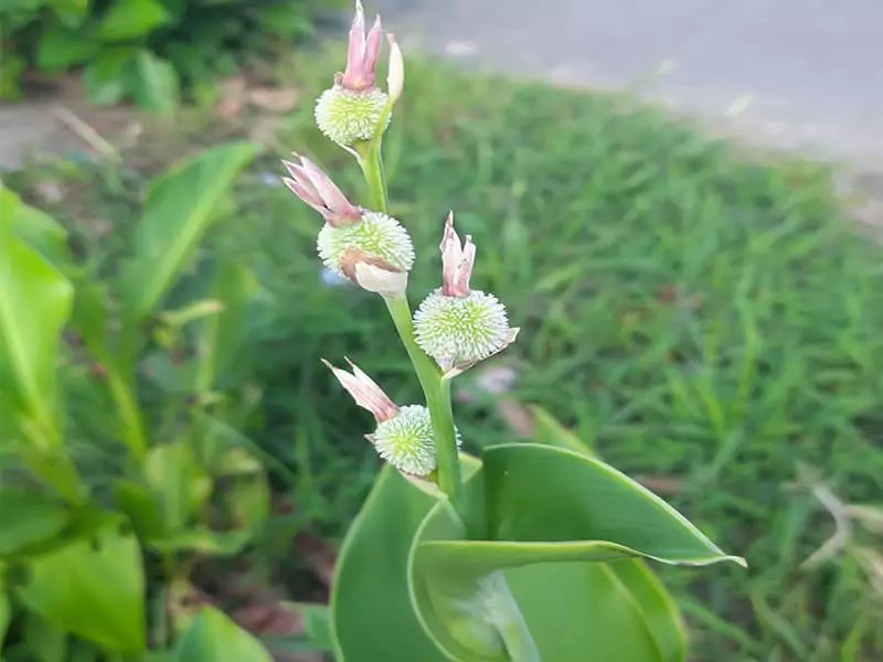 Canna Indica Commonly Known