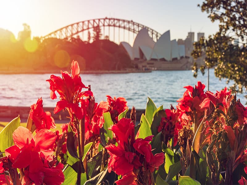 Canna Lily Flowers Sydney