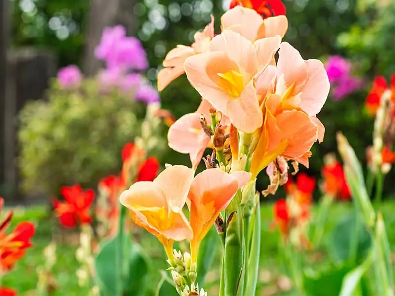 Orange Flower Green Leavesindian