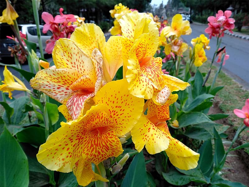 Yellow Canna Lily Flower